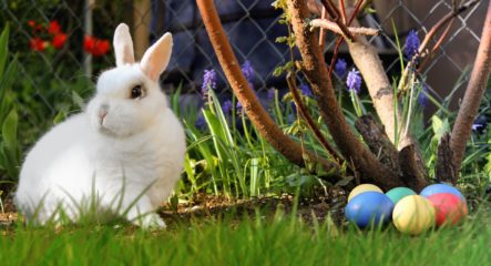 Easter Bunny with colorful eggs