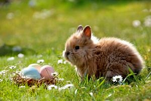 Little easterbunny with three colorful eggs.